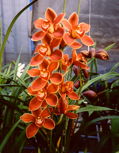 This is the Procol Harum orchid, its first blooming ... pictured at the Tokyo Dome Orchid Show, February 2002