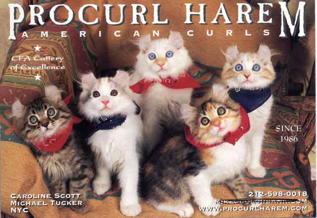 procurl-harem-catcard.jpg